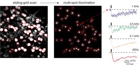 Two photon microscopy