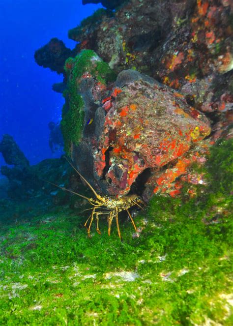 Best diving in Fernando de Noronha, Brazil - Travelling Contessa