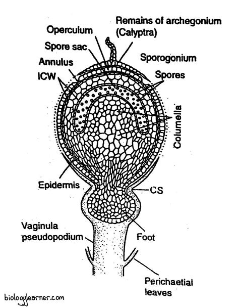 Sphagnum: Distribution, Structure, Reproduction