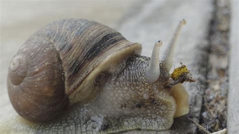 Caracol *-* | Animals, Snail