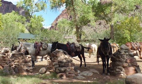 Phantom Ranch Mule Rides | Hit the Trail at Grand Canyon | Grand canyon mule ride, Phantom ...