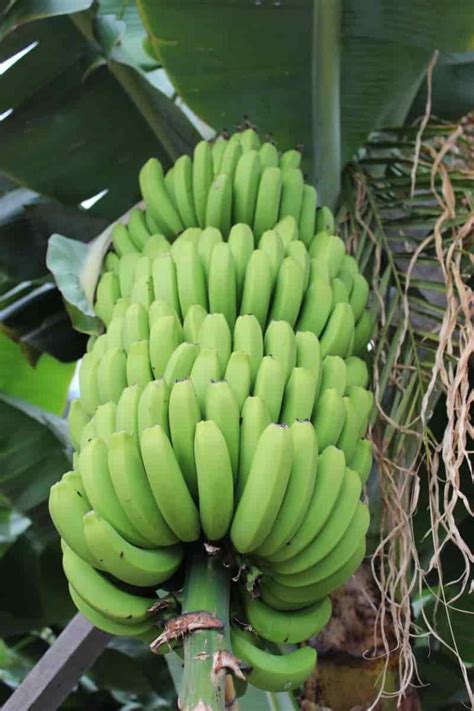 How to Prepare the Soil for Banana Plants: Best Soil Mix, pH, Compost, and Recipe