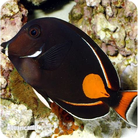 Achilles Tang | Aquarium fish, Fish, Beautiful fish