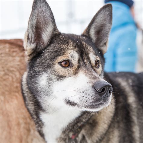 Alaskan Husky Facts - Wisdom Panel™ Dog Breeds