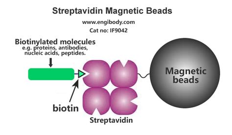 Streptavidin Magnetic Beads