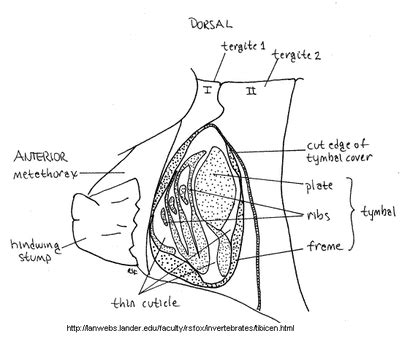 Tymbal - The Cicadas - Use of Sound to Attract a Mate in Crickets and Cicadas