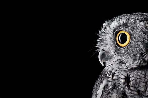 HD wallpaper: owl 4k windows background | Wallpaper Flare