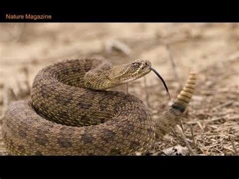 rattle snake sound - YouTube