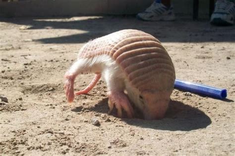 Pink Fairy Armadillo – Facts, Size, Diet, Pictures