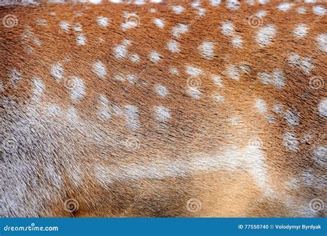 Texture of real deer fur stock photo. Image of brown - 77550740