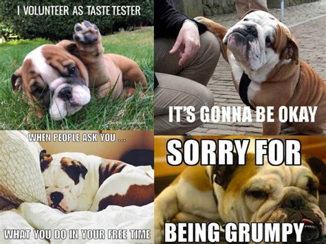 Huge Bulldog Meme By Garret :) Memedroid | atelier-yuwa.ciao.jp