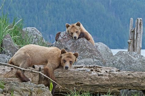 11 amazing facts about Canada’s bear species | Canadian Geographic