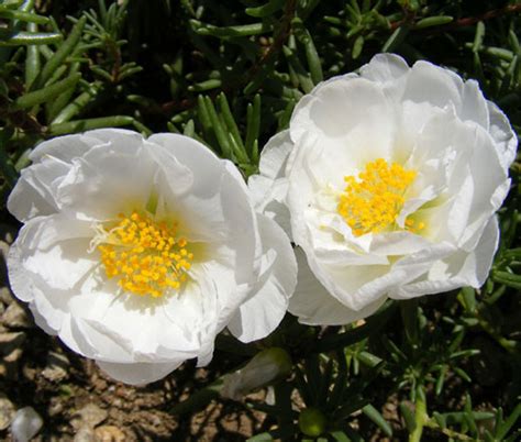 Moss Rose White Portulaca Grandiflora Seeds