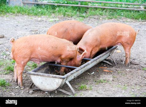 Three 3 pigs feeding from trough Stock Photo, Royalty Free Image: 12918349 - Alamy