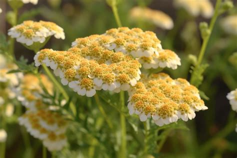 Yarrow Flower Meaning, Symbolism & Spiritual Significance - Foliage Friend - Learn About ...