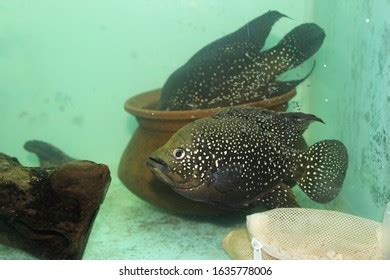 1,095 Cichlid Breeding Images, Stock Photos & Vectors | Shutterstock