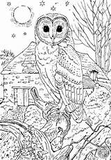 Owl Coloring Pages sketch template