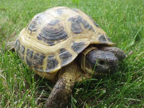 Russian Tortoises - Northwest Tortoise