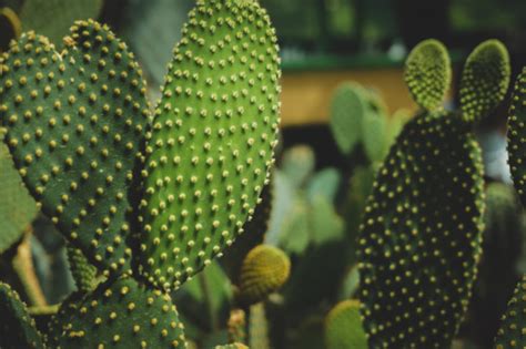 The Hidden Beauty of Xerophytes | Dengarden