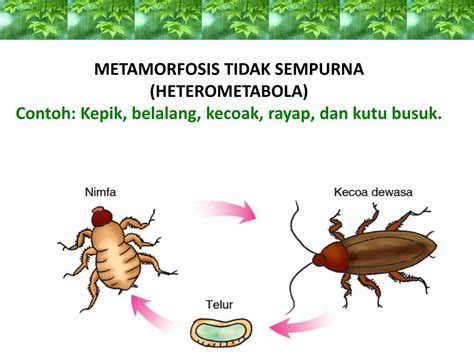 PPT - PERTUMBUHAN DAN PERKEMBANGAN MAKHLUK HIDUP Oleh : Ida Rianawaty,S.Si . PowerPoint ...