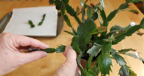 Christmas Cactus Propagation: Your Joyful Guide - The Gardening