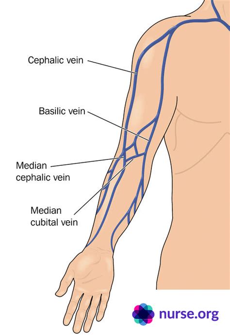 How To Draw Blood Like A Pro: Step-By-Step Guide | Medical anatomy, Medical knowledge, Nursing ...