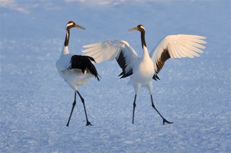 Dancing Japanese Cranes