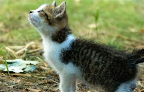 Mr Peebles – The World’s Smallest Cat