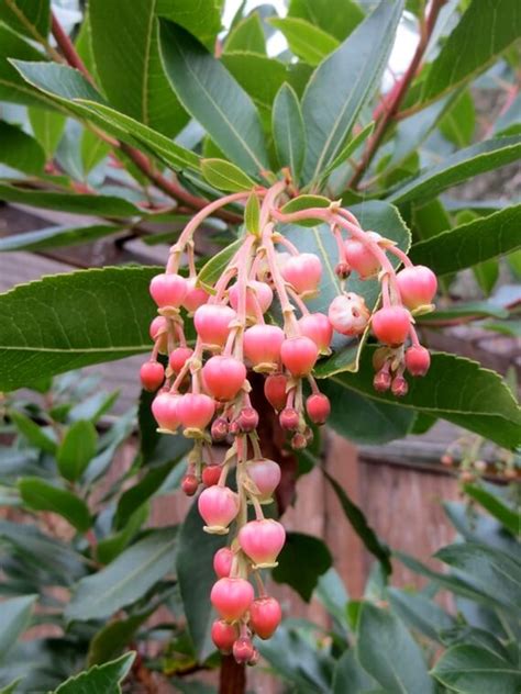 Arbutus 'Marina' - Boething Treeland Farms