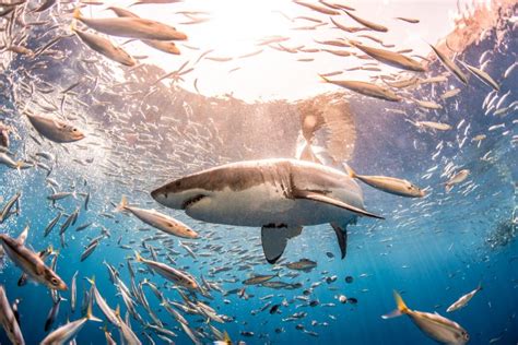 Great White Shark Feeding Frenzy Could Be Triggered by Mass Whale Stranding