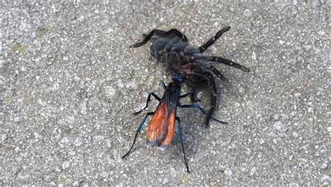 Tarantula hawk species of spider wasps examined | Britannica