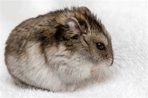 Rare Hamster Breeds