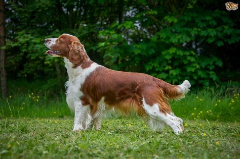 Welsh Springer Spaniel Dog Breed | Facts, Highlights & Buying Advice | Pets4Homes