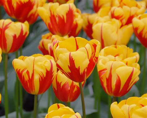 Tulip 'Holland Queen' Bulbs - Buy online at Farmer Gracy UK