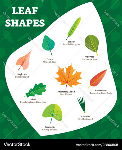 Leaf shapes labeled for kids Royalty Free Vector Image