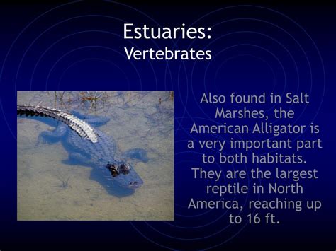 PPT - Salt Marshes and Estuaries PowerPoint Presentation, free download ...