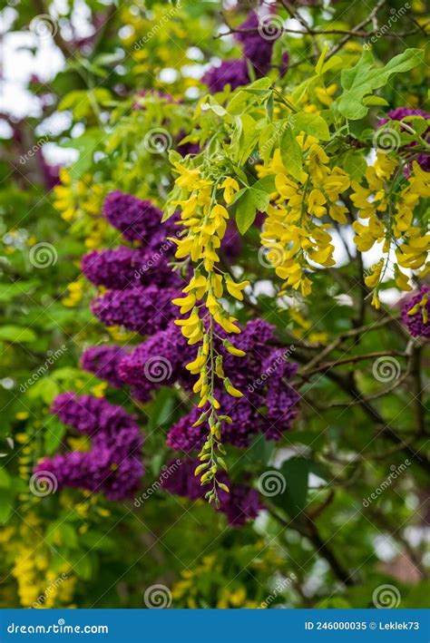 Lilac and Laburnum Trees Grow in Close Proximity. Lilac Tree Has Purple Blooms in Spring, and ...