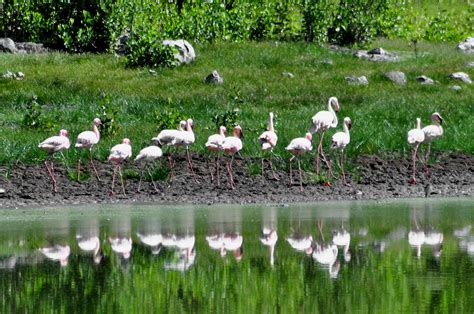 Crater Lake wildlife walk: flamingos | Moth Clark | Flickr