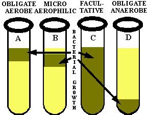 Obligate aerobe - Alchetron, The Free Social Encyclopedia