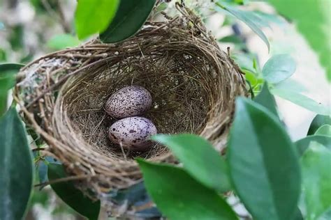 Northern Mockingbird Eggs