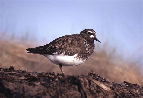 Black Turnstone - Arenaria melanocephala | Wildlife Journal Junior