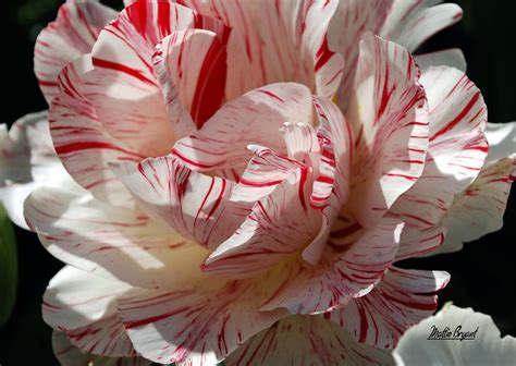 Peppermint Stripes Photograph by Mattie Bryant - Fine Art America