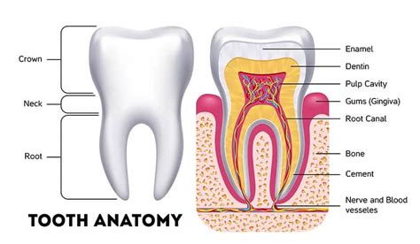 All About Primary Teeth | Triangle Pediatric Dentistry