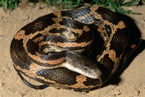 Homeowners in Leander, Texas neighborhood distressed over rattlesnake ...