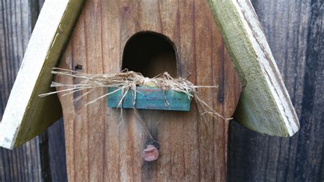 Bird's Nest Free Stock Photo - Public Domain Pictures