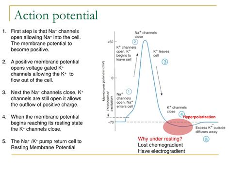 PPT - Neural Activation of Skeletal Muscle PowerPoint Presentation, free download - ID:6775456