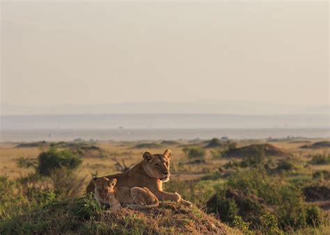 How will Micato Safaris change your life? Let us count the ways. - Virtuoso