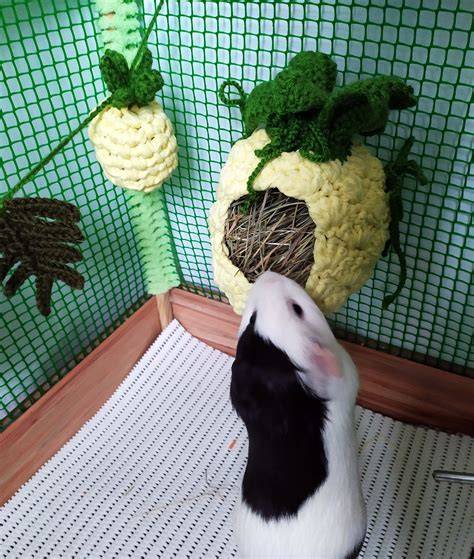 Set of 3pcs guinea pig accessories for cage Pineapple pet | Etsy