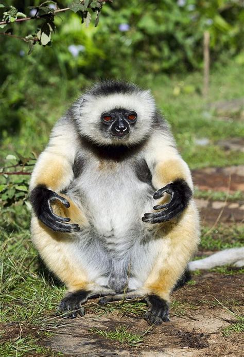 Diademed sifaka Photograph by Science Photo Library - Pixels