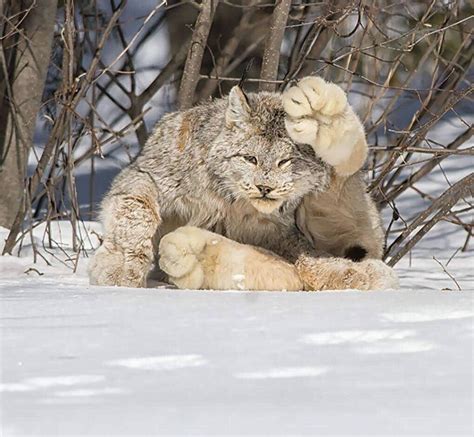 This lynx has absolutely massive paws : r/natureismetal